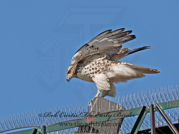 Buteo jamaicensis  RED-TAILED HAWK 9070421z