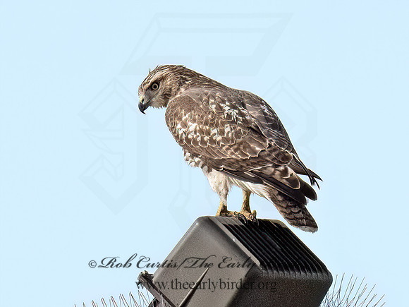 Buteo jamaicensis  RED-TAILED HAWK 9070295z