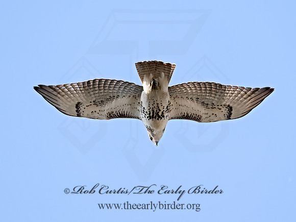 Buteo jamaicensis  RED-TAILED HAWK 9070743z