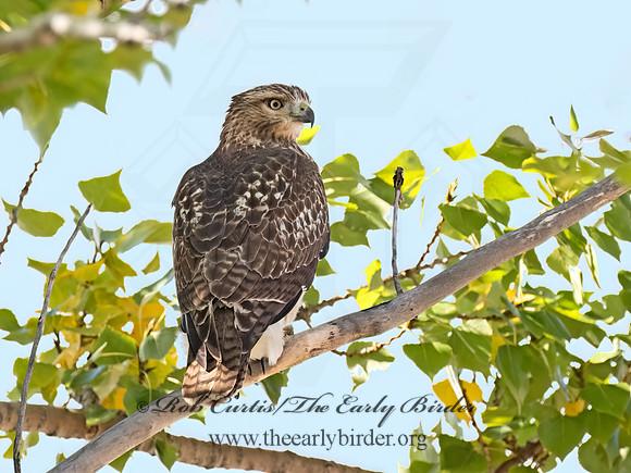 Buteo jamaicensis  RED-TAILED HAWK 9070354z