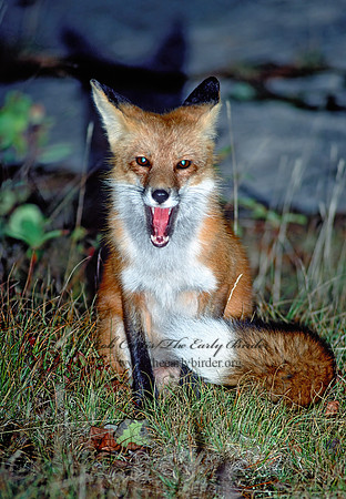 Vulpes vulpes  RED FOX 60235z