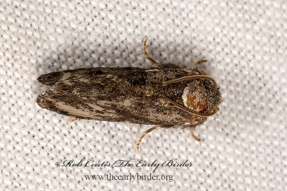 Acrolophus  TUBEWORM MOTH 3036617z