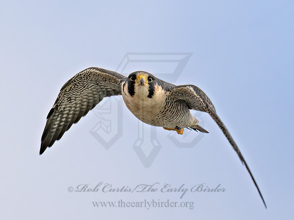 Falco peregrinus  PEREGRINE FALCON 9070222z