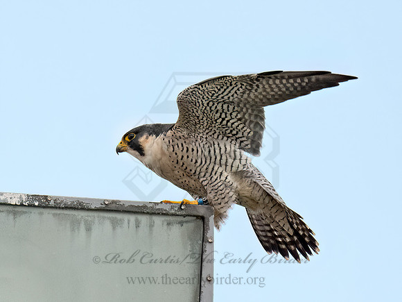 Falco peregrinus  PEREGRINE FALCON 9070232z