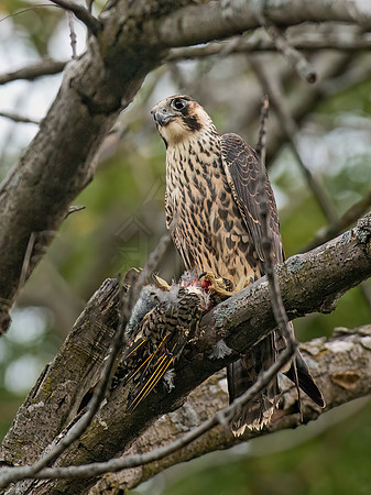 Falco peregrinus  PEREGRINE FALCON 6041351z