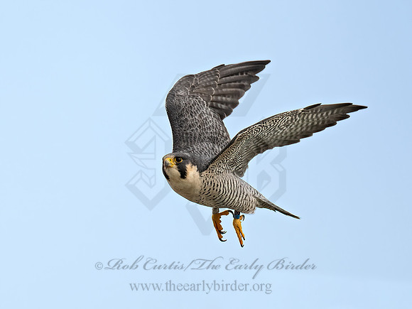Falco peregrinus  PEREGRINE FALCON 9070209z