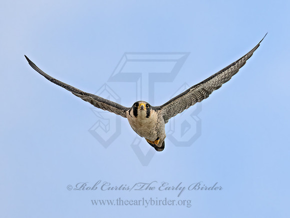 Falco peregrinus  PEREGRINE FALCON 9070225z