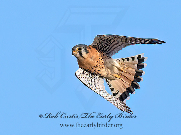 Falco sparverius  AMERICAN KESTREL 9070645z