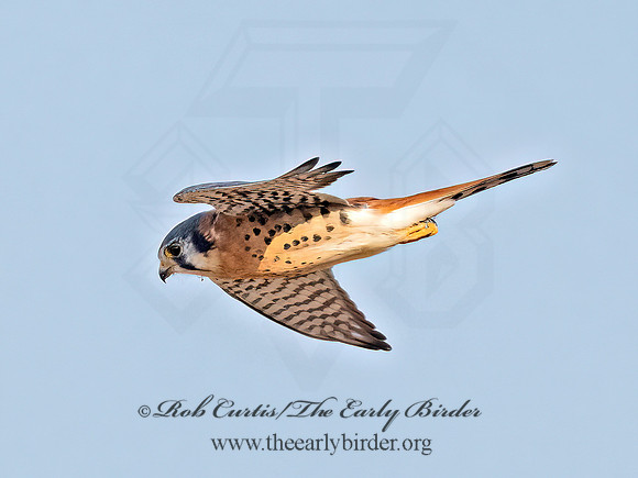 Falco sparverius  AMERICAN KESTREL 9070659z