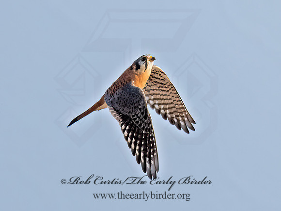 Falco sparverius  AMERICAN KESTREL 9070674z