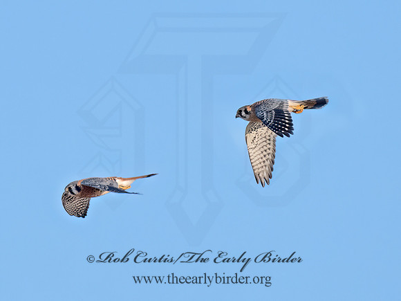 Falco sparverius  AMERICAN KESTREL 9070648z