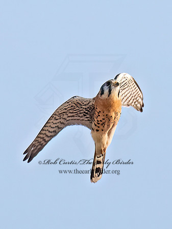 Falco sparverius  AMERICAN KESTREL 9070677z