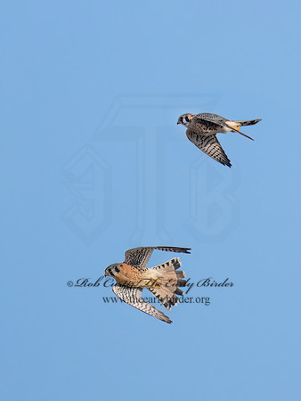 Falco sparverius  AMERICAN KESTREL 9070647z