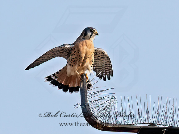 Falco sparverius  AMERICAN KESTREL 9070679z