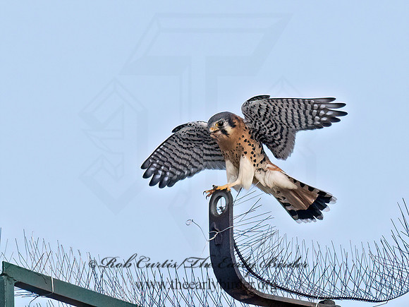 Falco sparverius  AMERICAN KESTREL 9070681z