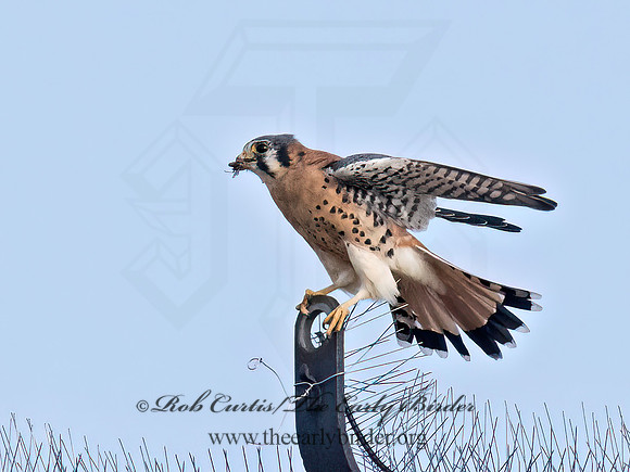 Falco sparverius  AMERICAN KESTREL 9070685z