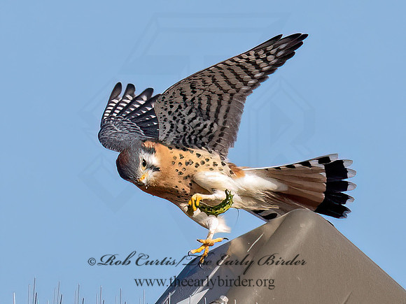 Falco sparverius  AMERICAN KESTREL 9070699z