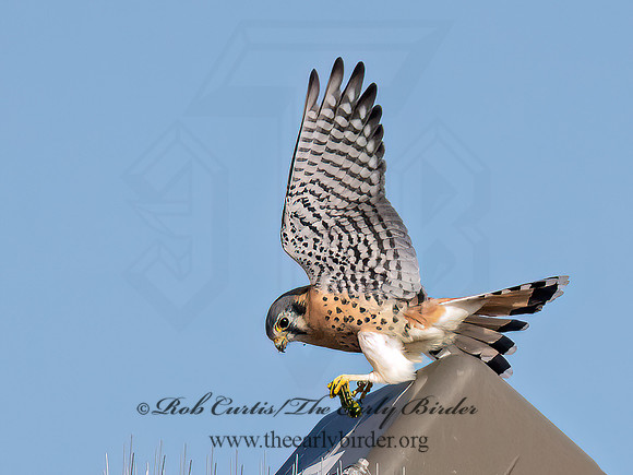 Falco sparverius  AMERICAN KESTREL 9070705z