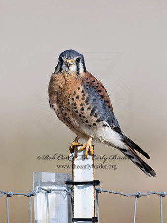 Falco sparverius  AMERICAN KESTREL 9070725z