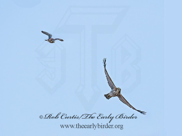 Falco sparverius  AMERICAN KESTREL 9070710z