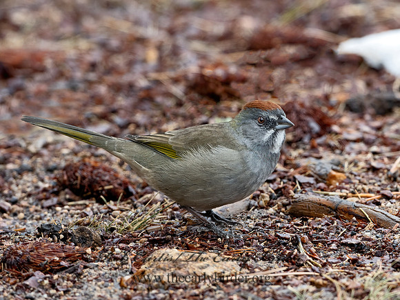 Pipilo chlorurus  GREEN-TAILED TOWHEE 3025410z