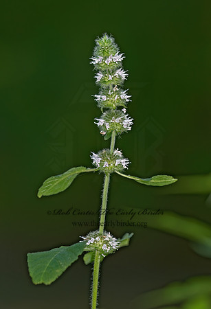 Blephilia hirsuta  HAIRY WOOD MINT 8006396z