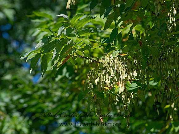 Fraxinus americana  WHITE ASH 6041336z