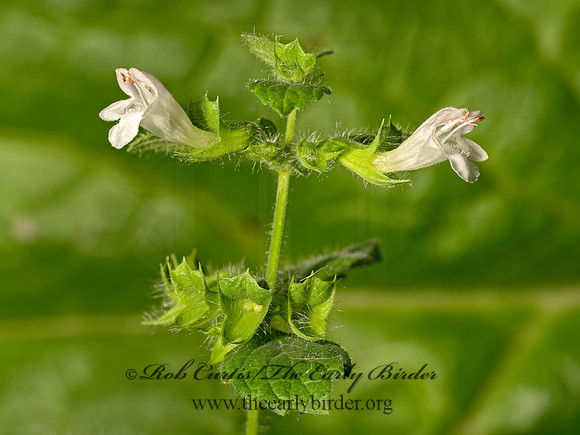 Melissa officinalis  LEMON BALM 9069278z