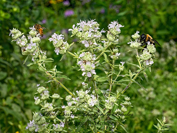 Pycanthemum virginianum  MOUNTAIN MINT 9069228z