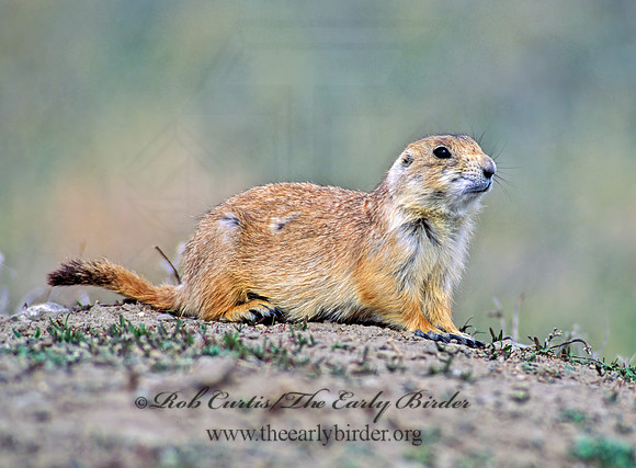 Cynomys ludovicianus  BLACK-TAILED PRAIRIE DOG 144010z
