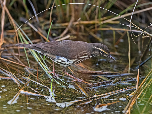 Parkesia noveboracensis  NORTHERN WATERTHRUSH 3032182z