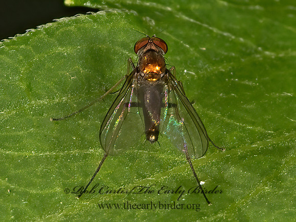 Diaphorini  LONG-LEGGED FLY 3041540z