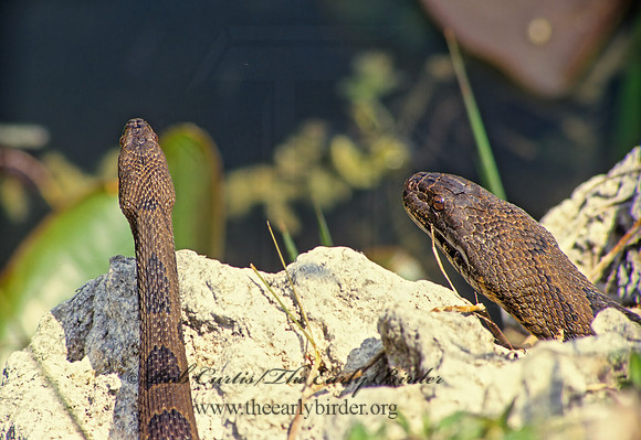 Nerodia  taxispilota  BROWN WATER SNAKE 13527z