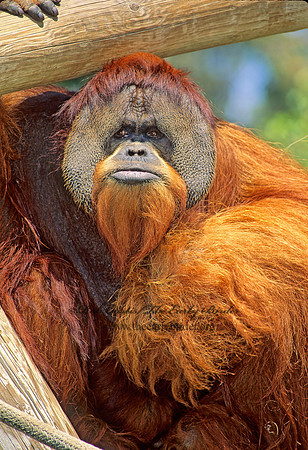 Pongo pygmaeus  ORANGUTAN 126609z