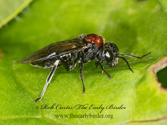 Eriocampa ovata  ALDER SAWFLY 9036034z
