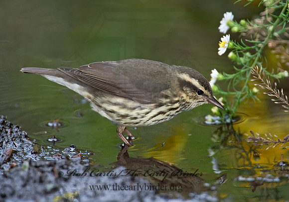 Parkesia noveboracensis  NORTHERN WATERTHRUSH 9005219z