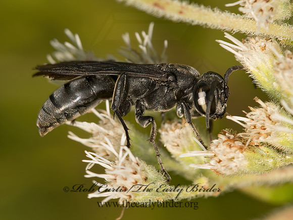 Larra anails  SQUARE-HEADED WASP 9050849z