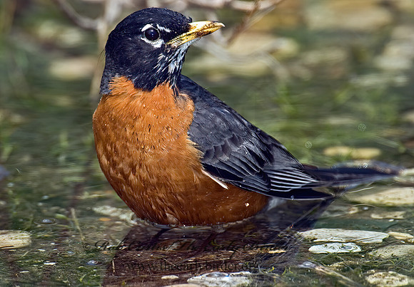 Turdus migratorius  AMERICAN ROBIN 5006801z