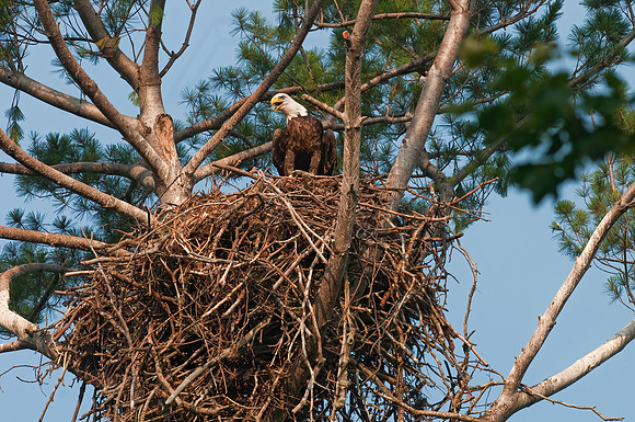 Haliaeetus leucocephalus  BALD EAGLE 3002870z