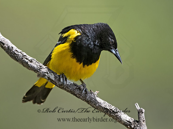 Icterus parisorum  SCOTT'S ORIOLE 3035025z