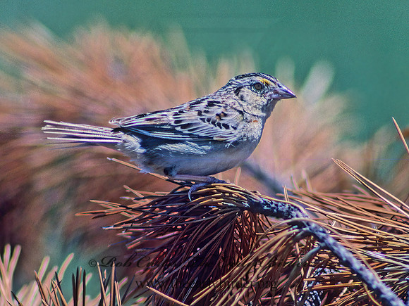Ammodramus savannarum  GRASSHOPPER SPARROW 30120z