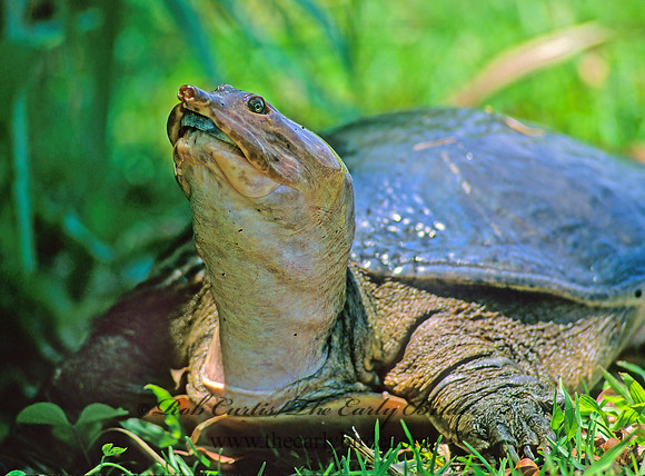 Apalone ferox  FLORIDA SOFTSHELL TURTLE 258602 z