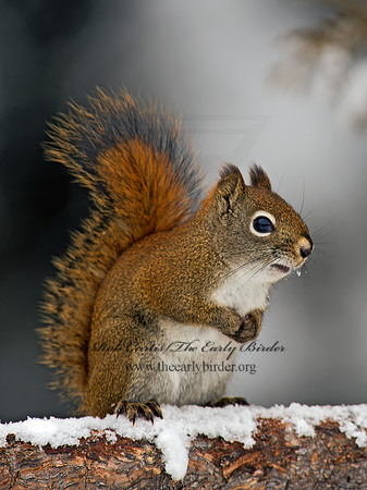 Tamiasciurus hudsonicus  AMERICAN RED SQUIRREL  9008501 z