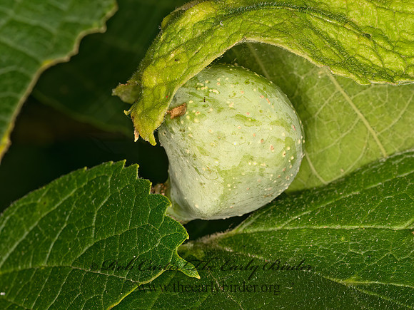Pachypsylla venusta  HACKBERRY PETIOLE GALL PSYLLID 9069046z