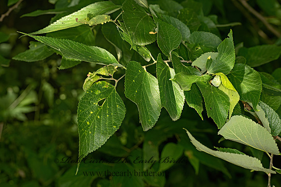 Pachypsylla venusta  HACKBERRY PETIOLE GALL PSYLLID 9069047-z