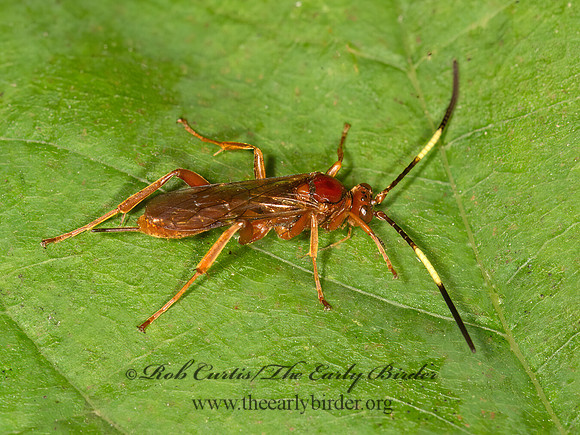 Ichneumonidae  ORANGE ICHNEUMON 9041584z