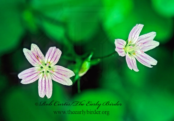 Claytonia lanceolata   WESTERN SPRING BEAUTY 149908z