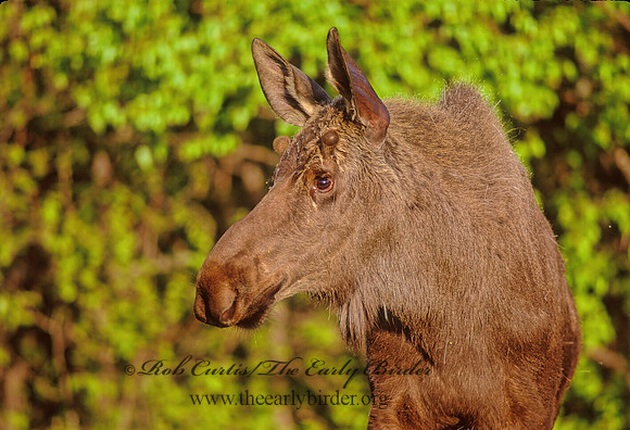 Alces alces  MOOSE 233416z