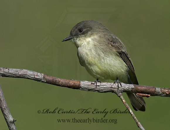 Sayornis phoebe  EASTERN PHOEBE 6017336z