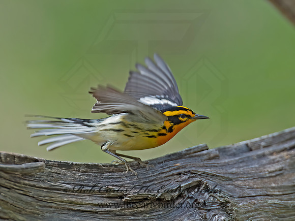 Setophaga fusca  BLACKBURNIAN WARBLER 9010687z